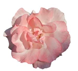 Pink Rose Transparent Background PNG Image