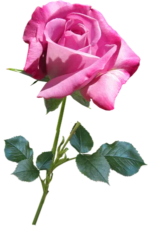 Pink Rose Transparent Background PNG Image