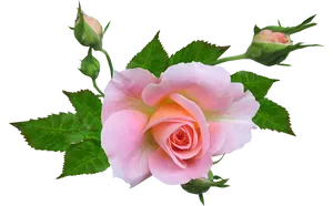 Pink Rose Transparent Background PNG Image