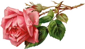 Pink Rose Transparent Background PNG Image