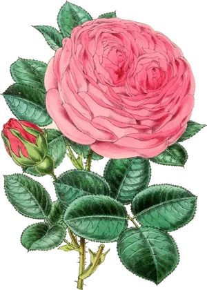 Pink Rose Vector Illustration PNG Image