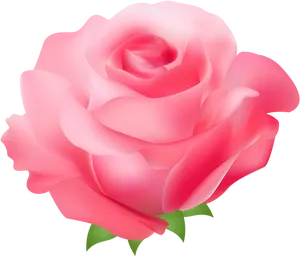 Pink Rose Vector Illustration PNG Image