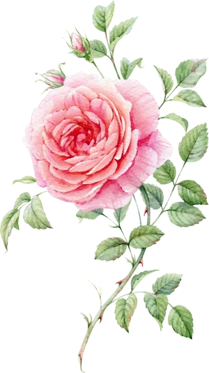 Pink Rose Watercolor Artwork PNG Image