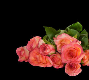 Pink Roses Black Background PNG image with transparent background