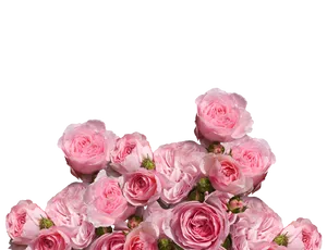 Pink Roses Black Background PNG Image