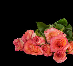 Pink Roses Black Background PNG image with transparent background