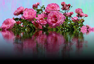 Pink Roses Reflection Water PNG image with transparent background