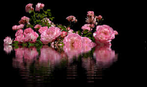 Pink Roses Reflection Water PNG image with transparent background