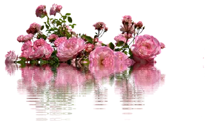 Pink Roses Reflection Water PNG Image
