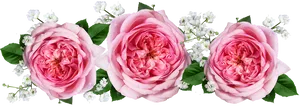 Pink Roses White Blossoms Black Background PNG Image