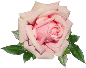 Pink Rosewith Dew Drops.png PNG Image