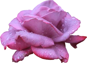 Pink Rosewith Water Droplets PNG Image