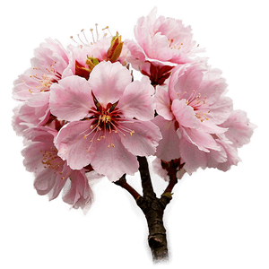 Pink Sakura Blossom PNG 15 PNG