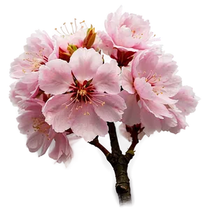 Pink Sakura Blossom Png 15 PNG Image