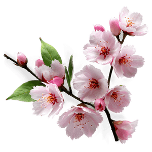 Pink Sakura Blossom PNG hyw79 PNG