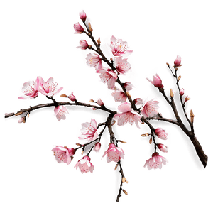 Pink Sakura Blossom PNG vry PNG