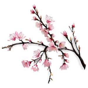 Pink Sakura Blossom Png Vry PNG Image