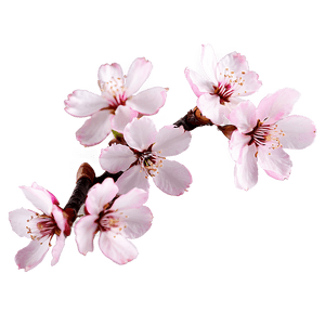 Pink Sakura Blossom PNG ygf PNG