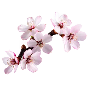 Pink Sakura Blossom Png Ygf PNG Image