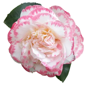 Pink Striped Camellia Flower PNG Image