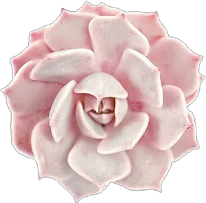 Pink Succulent Top View PNG Image