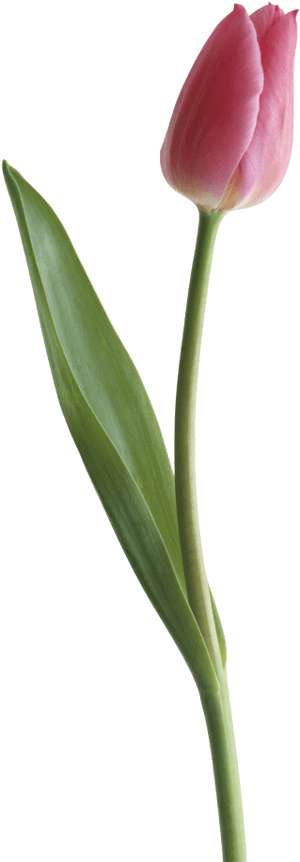 Download Tulip Png Clipart - Tulips Images Transparent Background, Png Download PNG with transparent background