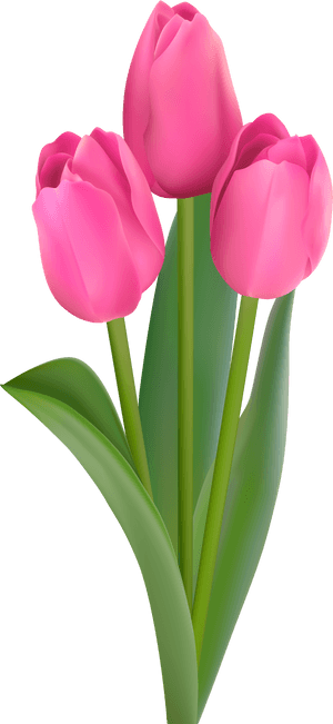 Transparent Tulips Png - Pink Tulips Flowers Clipart, Png Download PNG image with transparent background