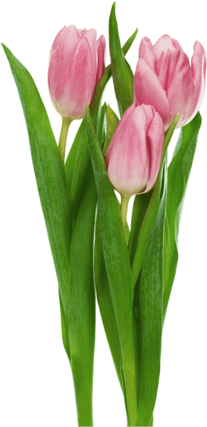 Tulip Flower No Background, HD Png Download PNG image with transparent background