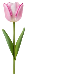 Pink Tulips Png Uxj PNG Image