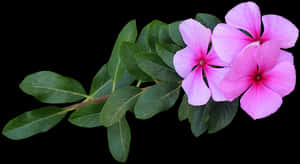 Imágen Png, Flores Rosas, Flores, Florecer, Floración - Bloemen Png, Transparent Png PNG image with transparent background