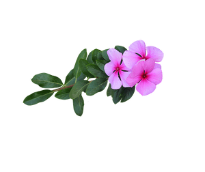 Pink Vinca Flowers Transparent Background PNG image with transparent background