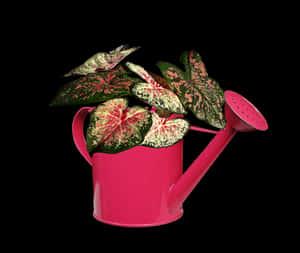 Pink Watering Canwith Variegated Plant PNG image with transparent background