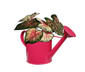 Pink Watering Canwith Variegated Plant PNG Image