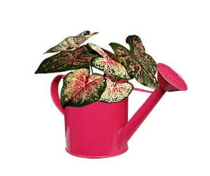 Pink Watering Canwith Variegated Plant PNG Image