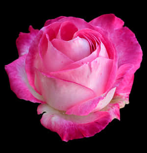 Pink White Rose Black Background PNG image with transparent background
