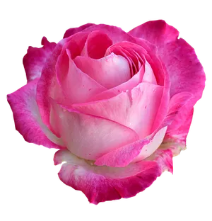 Pink White Rose Black Background PNG Image