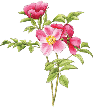 Illustration By Helen Krayenhoff - Rosa Rugosa Illustration, HD Png Download PNG image with transparent background