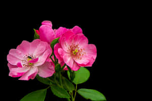 Pink Wild Roses Black Background PNG image with transparent background