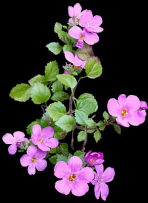 Pink Wildflowerson Black Background PNG image with transparent background