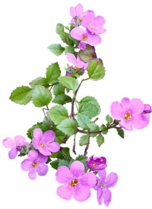 Pink Wildflowerson Black Background PNG Image