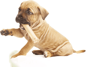 Pit Bull Puppy Png , Png Download - Pit Bull Puppy Png, Transparent Png PNG image with transparent background