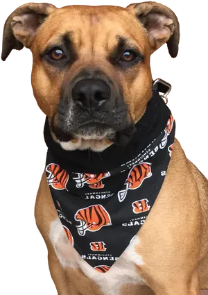 Pitbull Dogin Sports Bandana PNG Image