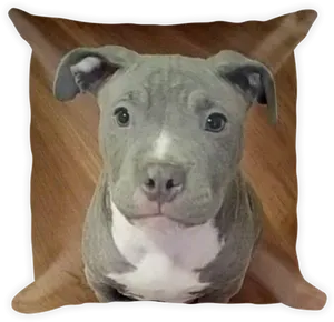 Pitbull Puppy Cushion Portrait PNG Image