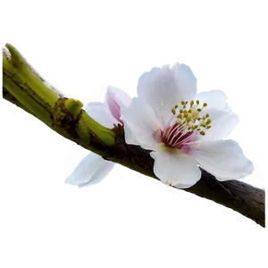 Plain Blossom Png 21 PNG Image