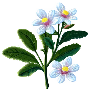 Plain Blossom Png 70 PNG Image