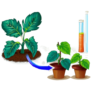 Plant Photosynthesis Process PNG 42 PNG image with transparent background