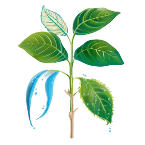 Plant Photosynthesis Process PNG qwc69 PNG image with transparent background