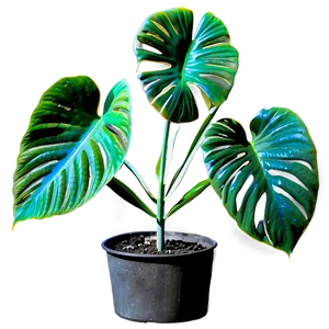 Plant Scan Botany Png 5 PNG Image