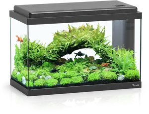 Planted Aquarium Setup PNG Image