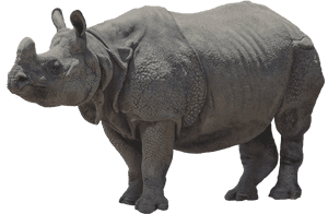 Platybelodon Png, Transparent Png PNG image with transparent background